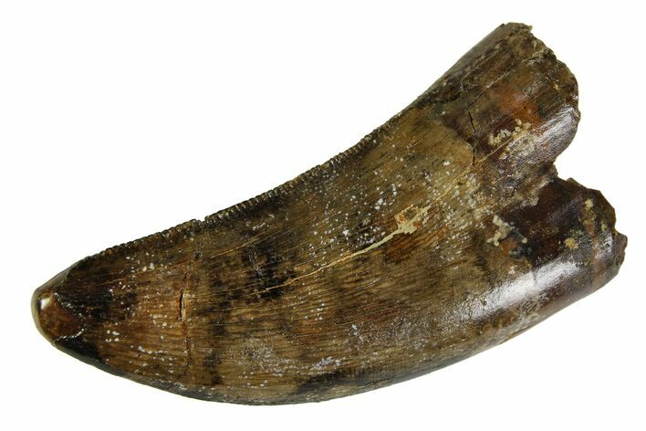 Serrated, Tyrannosaur (Nanotyrannus) Tooth - Montana #350771